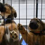 Pies do adopcji, Tychy, 28 listopada 2025