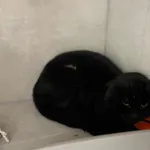 Znaleziono kota, Sosnowiec, 5 stycznia 2026