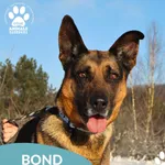 Pies do adopcji, Dąbrówka, 9 stycznia 2026