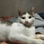 Znaleziono kota, Sosnowiec, 6 stycznia 2026