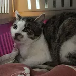 Kocurek poz. 26/006/K