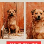 Pies do adopcji, Czartki, 9 stycznia 2026