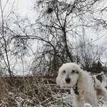 Bunia to starsza, zaniedbana i bardzo zrezygnowana sunia. Trafiła do nas w fatalnym stanie - nie tylko fizycznym... Każdego dnia, małymi krokami, staramy się przywrócić ją do formy i pokazać jej, że ż