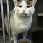 Kot do adopcji, Olsztyn, 15 grudnia 2025