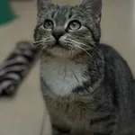 Kot do adopcji, Olsztyn, 17 grudnia 2025