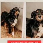 Marshall 616093903111694