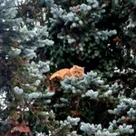 Znaleziono kota, Warszawa, 9 stycznia 2026