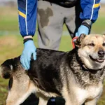 Oddam psa, Elbląg, 10 stycznia 2026