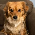 Pies do adopcji, Głowno, 10 stycznia 2026