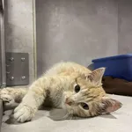 Znaleziono kota, Sosnowiec, 9 stycznia 2026