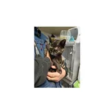 Znaleziono kota, Białystok, 21 grudnia 2025