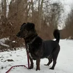 Pies do adopcji, Tychy, 20 grudnia 2025