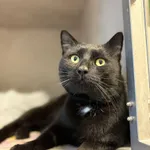 Znaleziono kota, Sosnowiec, 8 stycznia 2026