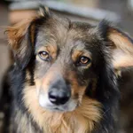 Oddam psa, Elbląg, 10 stycznia 2026