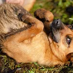 Oddam psa, Elbląg, 10 stycznia 2026