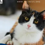 Kot do adopcji, Chmielnik, 10 stycznia 2026