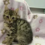 Znaleziono kota, Chojnice, 19 listopada 2025