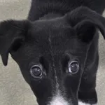 Pies do adopcji, Szczecin, 10 stycznia 2026