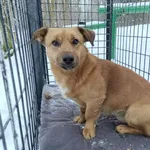 Pies do adopcji, Zgierz, 9 stycznia 2026