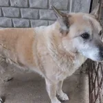 Gejzer to pies przywieziony w dniu 19.12.2025r, średniej wielkości, starszy