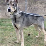 Znaleziono psa, Grudziądz, 18 października 2025