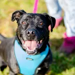 Oddam psa, Władysławowo, 11 stycznia 2026