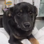 Ginga to suka przywieziona w dniu 17.12.2025r z terenu gm. Ryki, młoda, kontaktowa, wesoła, będzie średniej wielkości