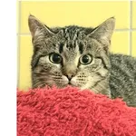 Kot do adopcji, Wrocław, 23 listopada 2025