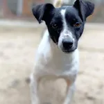 Oddam psa, Gdańsk, 11 stycznia 2026