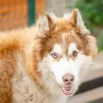 Oddam psa, Gdańsk, 11 stycznia 2026