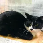 Kot do adopcji, Racibórz, 10 stycznia 2026