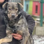 Pies do adopcji, Głowno, 10 stycznia 2026