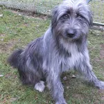 Ganda to suka przywieziona w dniu 10.12.25r z terenu gm. Stoczek Łukowski, kontaktowa, miła, uległa, średnia