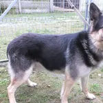 Gromm to pies przywieziony w dniu 03.12.25r z terenu gm. Sarnaki, kontaktowy, w typie on