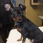 Glusia to suka przywieziona w dniu 10.12.2025r z terenu gm. Ryki , mała, kontaktowa, wesoła, wychowana w domu