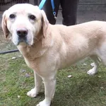 Gremi to pies przywieziony w dniu 22.12.2025r z terenu gm. Kołbiel, w typie labradora, starszy, kontaktowy, miły