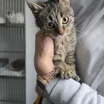 Kot do adopcji, Czartki, 12 stycznia 2026