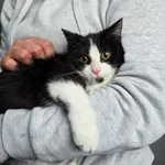 Kot do adopcji, Czartki, 12 stycznia 2026