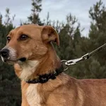 Pies do adopcji, Pieczyska, 11 stycznia 2026