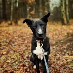 Pies do adopcji, Dłużyna Górna, 12 stycznia 2026