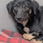 Sunia przywieziona z Gminy Kórnik