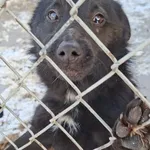 Pies do adopcji, Radom, 12 stycznia 2026