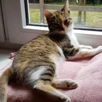 Szukam kotki Kamy od 12.12.25