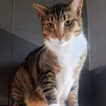 Kot do adopcji, Sopot, 11 stycznia 2026