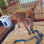 Piesek przywieziony ze Swarzędza