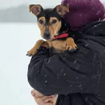 Pies do adopcji, Radom, 12 stycznia 2026