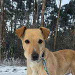 Pies do adopcji, Oborniki, 23 grudnia 2025