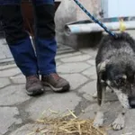 CZAREK - Zagubiony senior szuka spokojnego miejsca