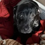 Pies do adopcji, Bydgoszcz, 12 stycznia 2026