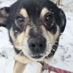 CIASTEK - Cichy senior o słodkim imieniu